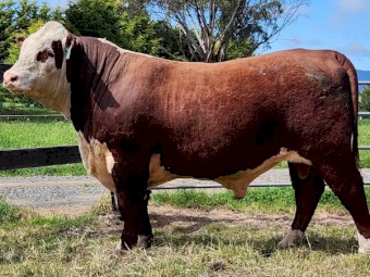 Poll Hereford Stud Bull