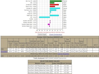 Poll Hereford Stud Bull