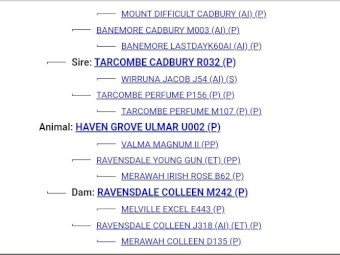 Poll Hereford Stud Bull