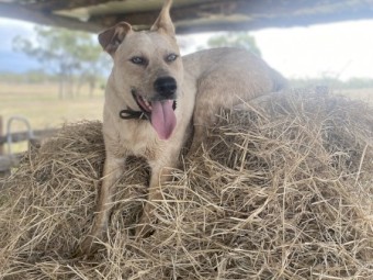 Desexed Bullarad X Cattle dog 