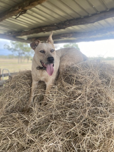 Desexed Bullarad X Cattle dog 