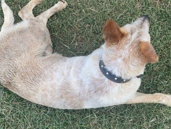 Desexed Bullarad X Cattle dog 