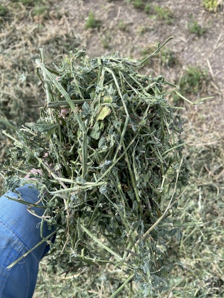 Lucerne small squares