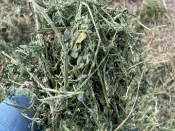 Lucerne small squares