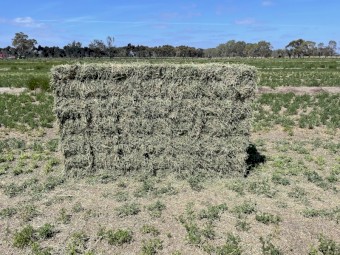 Lucerne small squares