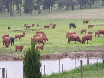 Angus Cows with Calves at foot (6 months) and Back in Calf (PTIC)