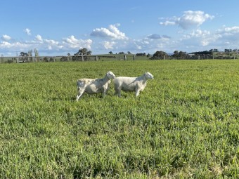 Australia white flock rams