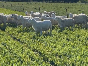 Australia white flock rams