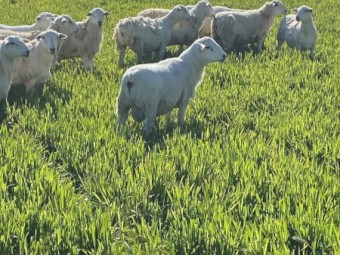 Australia white flock rams