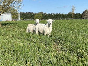Australia white flock rams