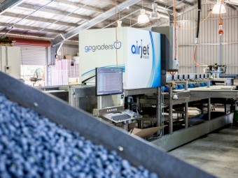 Automatic Blueberry Grader - GP GRADER