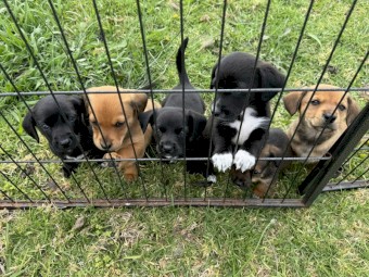 Kelpie X puppy’s - could you be my furever friend