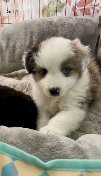 Blue Merle Aussie Collie - Australian Shepherd X Border Collie