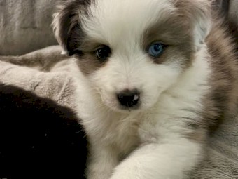 Blue Merle Aussie Collie - Australian Shepherd X Border Collie