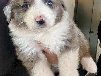 Blue Merle Aussie Collie - Australian Shepherd X Border Collie
