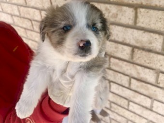 Blue Merle Aussie Collie - Australian Shepherd X Border Collie