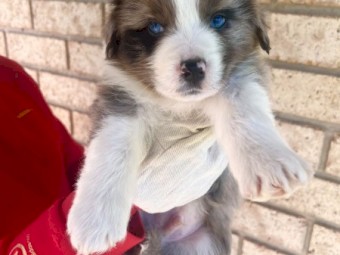 Blue Merle Aussie Collie - Australian Shepherd X Border Collie