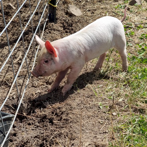 Berkshire-Large White Cross Piglets