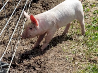 Berkshire-Large White Cross Piglets