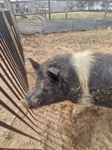 Saddleback x berkshire boar 