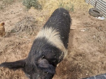 Saddleback x berkshire boar 