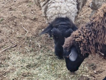 Black Suffolk ram