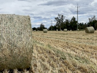 Oaten Hay 4x4 Bales