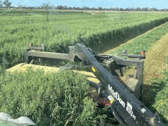500 x Oat and Vetch Mix Hay 475-500kg 8x4x3 Bales