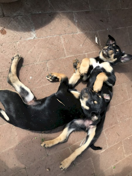 Kelpie pups for sale