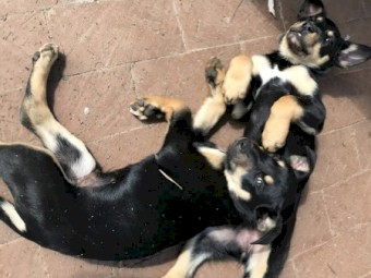 Kelpie pups for sale