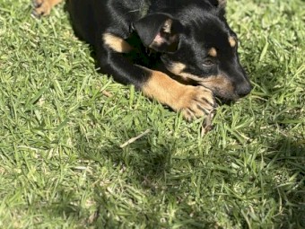 Kelpie pups for sale