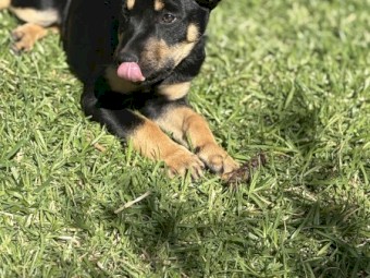 Kelpie pups for sale