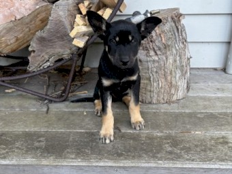 Kelpie pups for sale