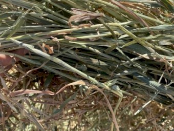 200mt Oaten Hay 8x4x3 Bales