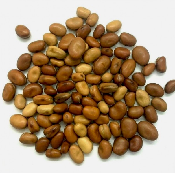 WANTED Faba Beans 40-200mt