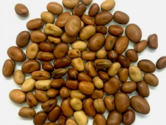 WANTED Faba Beans 40-200mt