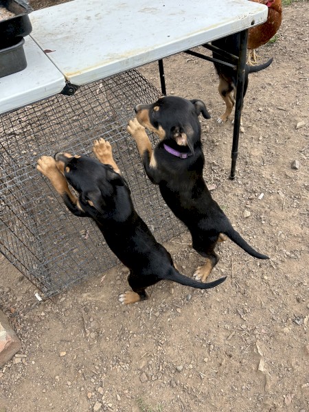 Kelpie Puppies