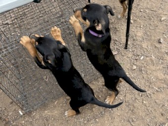 Kelpie Puppies
