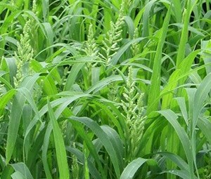 Shirohie Millet Bulka Bags $2.85 + GST per kg