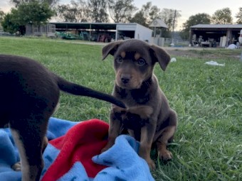 Kelpie Puppies