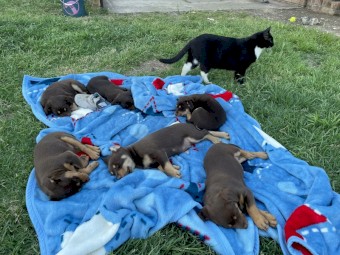Kelpie Puppies