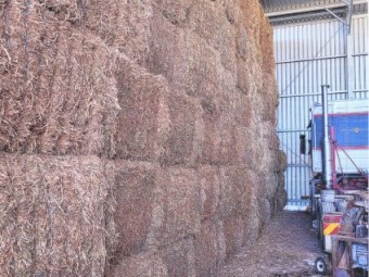 250mt approx. Vetch Hay 8x4x3 Bales