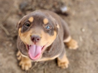 Kelpie Puppies