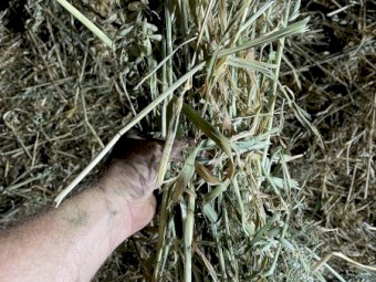 500 x Oat/Vetch Mix Hay 475-500kg 8x4x3 Bales