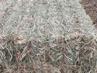 500 x Oat and Vetch Mix Hay 475-500kg 8x4x3 Bales