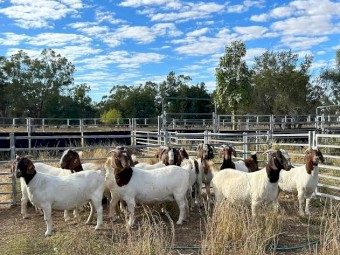 Meat boer goats for sale