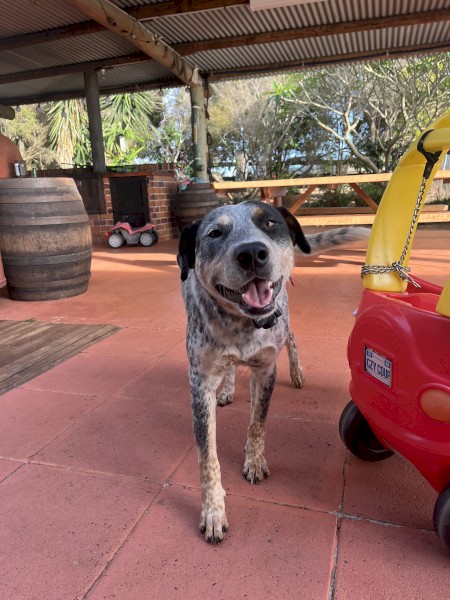 1 yr old Cattle Dog Looking for a New Home