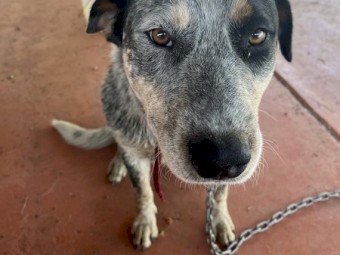 1 yr old Cattle Dog Looking for a New Home