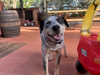1 yr old Cattle Dog Looking for a New Home