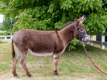 Registered Mini donkey and mini donkey foal